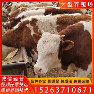 西门塔尔牛犊子肉牛犊子活牛活体出售小牛犊子活苗黄牛活牛崽养殖