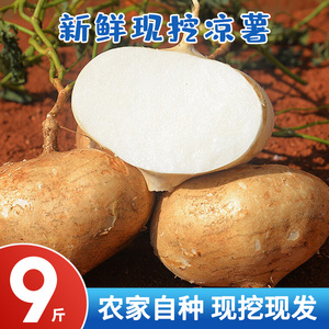 广西农家生白凉薯新鲜现挖白地瓜水果沙葛土番薯土地萝卜当季蔬菜