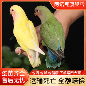 手养牡丹鹦鹉活鸟活物手养黄桃绿桃小鸟会学说话的可繁殖宠物鸟