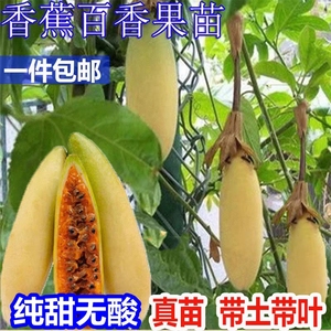 新品种香蕉百香果树苗满天星百香果苗四季爬藤特大南方当年结果