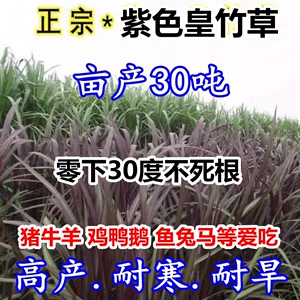 进口新型皇竹草种籽多年生牧草紫色甜象草种巨菌草种子牛羊饲料草