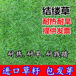 日本结缕草种子进口草坪草籽四季青矮生耐践踏庭院足球场草皮种子