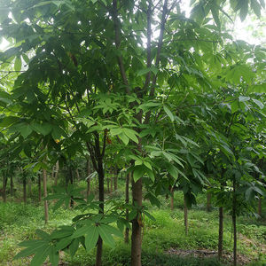 新采七叶树种子 梭椤树 梭椤子 天师栗 开心果种子包发芽七叶树种