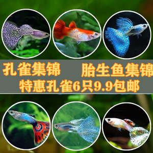 黄礼服孔雀鱼 黄礼服孔雀鱼品牌 价格 阿里巴巴