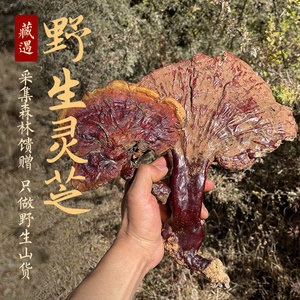 藏遇 野生灵芝干货西藏林芝波密高海拔白心赤灵芝优选50克新货