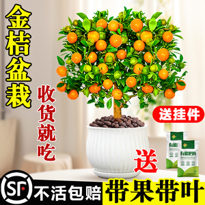 金桔树盆栽可食用带果脆皮四季橘子树苗客厅室内外驱蚊花卉绿植物