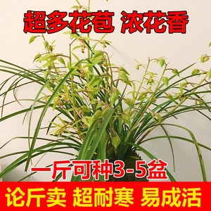 随州兰花苗带花苞浓香型蕙兰春兰九头兰九节兰植物花卉盆栽兰草苗