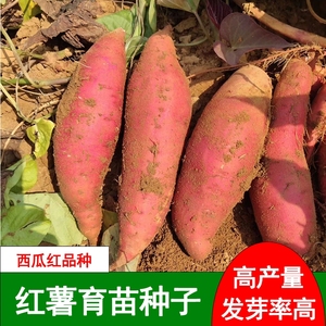 顺丰高产红薯种子育苗种番薯地瓜西瓜红心蜜薯沙地板栗薯发芽种植