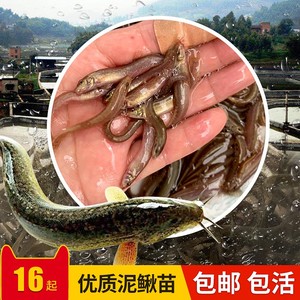 鲜活泥鳅养殖食用大泥鳅淡水鱼按斤卖钓鱼台湾泥鳅苗活体小鱼饲料