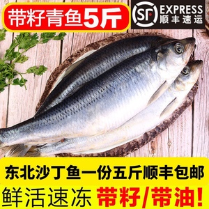 东北黑龙江沙丁鱼冷冻无冰大青鱼特产传统年货沙丁鲱鱼5斤包邮