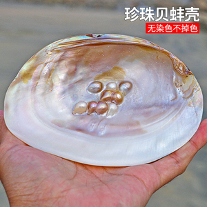 天然海螺贝壳超大光泽珍珠贝蚌壳地中海家居创意收藏摆件送人礼物