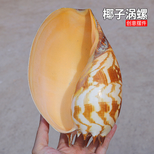 天然听大海声音大海螺贝壳印尼椰子涡螺创意家居摆件多肉绿植盆栽