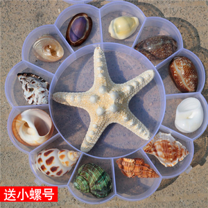 天然海螺贝壳海星标本礼盒装儿童海洋生物科普材料幼儿园礼物