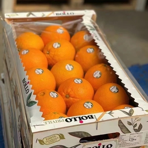 西班牙Bollo宝露橙11斤大果新鲜水果进口公主甜橙甜脐橙甜嫩多汁