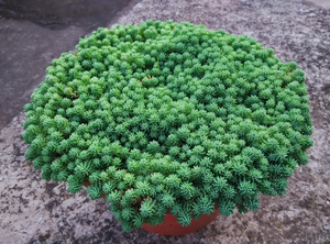 薄雪万年草耐干旱多年生草本植物常青屋顶庭院花园中华景天多肉