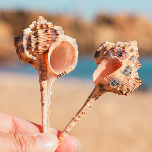 烟斗螺天然海螺贝壳鱼缸造景地台摆设摄影道具海洋标本地中海风
