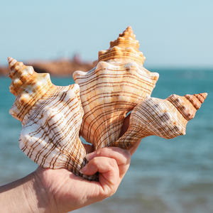 赤旋螺天然贝壳海螺壳超大摆件鱼缸造景水族创意礼品聆听海的声音