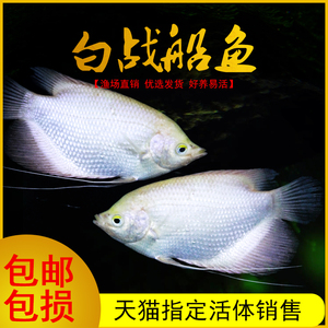 白金招财鱼黄金梅花战船鱼银龙活物热带鱼观赏鱼大型混养鱼活体