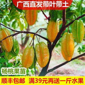杨桃果苗台湾四季甜脆红杨桃嫁接树苗南方种植当年结果地栽盆栽