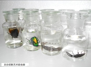 密封瓶；广口玻璃瓶；浸泡各种昆虫材料；昆虫防腐液单独购买