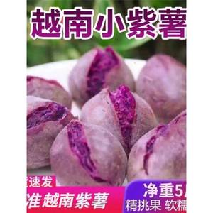 正宗越南小紫薯珍珠板栗紫薯新鲜粉糯甜紫红地瓜现挖沙地番薯
