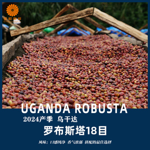 金粽咖啡生豆罗布斯塔乌干达进口罗豆拼配豆油脂丰富2024新产季