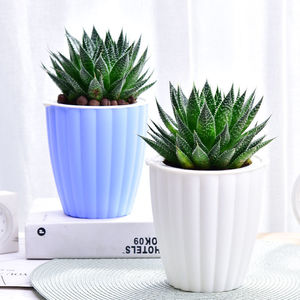 大型多肉植物植物 淘宝拼多多热销大型多肉植物植物货源拿货 阿里巴巴货源