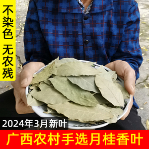 香叶广西新鲜特绿纯干完整一级月桂叶商家食用无硫正宗干货好香叶