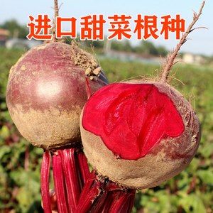 甜菜根种子四季大面积种植高产耐寒 紫菜头红菜头蔬菜种籽