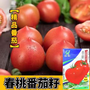 春桃番茄种子超甜心形西红柿种子四季盆栽粉红桃形柿子圣女果种子