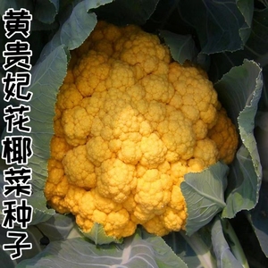 金色花菜种子黄色花椰菜种籽菜花稀有特色金黄色蔬菜四季