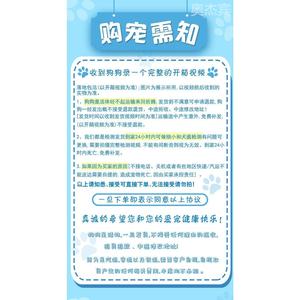 纯种小鹿犬幼犬黑色黄色小鹿狗活犬长不大小狗小型犬小体迷你杜宾