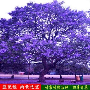 蓝花楹树苗 珍贵树苗 珍稀名贵树苗 凤凰木 红花楹树庭院树苗包邮