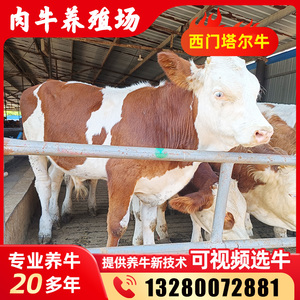 肉牛养殖场活体西门塔尔牛鲁西黄牛改良黄牛利木赞牛养殖技术服务