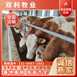 西门塔尔牛崽活体鲁西黄牛犊杂交小黄牛改良小牛肉牛养殖技术服务