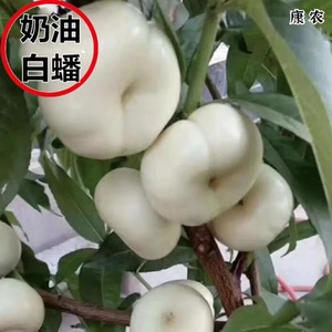 正宗奶油白蟠桃树苗嫁接桃苗当年结果南北方种植地栽盆栽桃树果苗