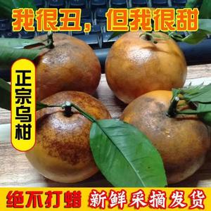 正宗广西乌柑沃柑应季新鲜水果非洲丑柑橘薄皮桔子3/5/10斤包邮