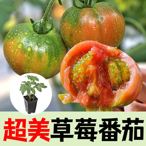 草莓番茄苗带土秧苗酸甜丹东铁皮柿子苗种子四季南方庭院阳台菜苗