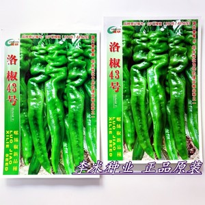 诚研洛椒43号特大果螺丝椒种子籽孑高产抗病毒病坐果多辣椒种孑