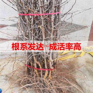 枣树苗嫁接盆栽地栽南方北方种植新疆大枣子苗雪栆梨枣沾化冬枣苗