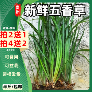 贵州新鲜带根半斤包邮沙姜三奈山赖香料植物大料苗五香草食用