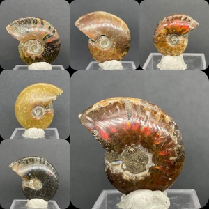 天然马达加斯加菊石斑彩螺海螺化石矿石原石科普教学标本送礼摆件
