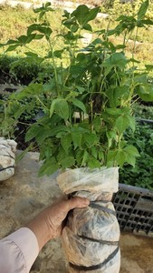 五加风五加皮云南特产蔬菜云南刺五加带根新鲜绿植可栽种5棵大苗