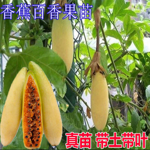 新品种香蕉百香果苗 加拿大甜蜜蜜百香果树苗 黄金百香果树苗