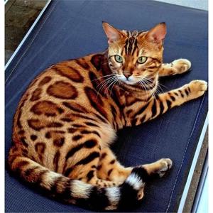 纯种黄金孟加拉豹猫幼崽玩具虎玫瑰纹银豹雪豹猫活体宠物阿比猫崽