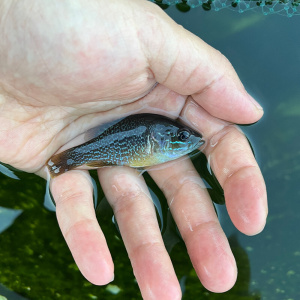 冷水凶猛原生观赏太阳鱼不加温小型鱼苗广温淡水肉食性皮实好养