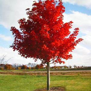 美国红枫树苗庭院风景大树红点红冠秋火焰园林绿化行道门前观赏树