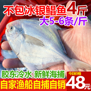 新鲜银鲳鱼4斤(5-6条/斤)海鲜活金深海白水产平鱼镜鱼海扁鱼