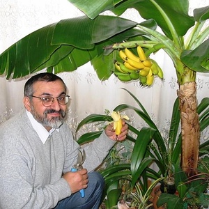 【结果香蕉树苗】矮化芭蕉树皇帝蕉粉蕉红香蕉南方四季抗寒盆栽