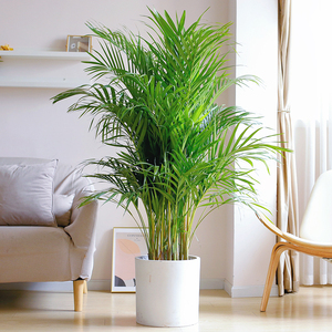 散尾葵盆栽富贵椰子室内客厅办公室大型网红绿植吸甲醛真花卉植物
